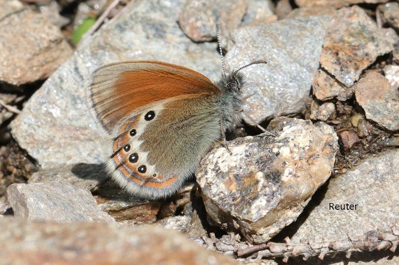 Alpen-Heufalter - Alpine Heath Butterfly (Coenonympha gardetta)
Foto: Karl Reuter
Ort: Meran, Südtirol, Italien
Kamera: Canon EOS 80 D, EF 100mm 1:2,8 L IS USM
Alpen-Heufalter (Coenonympha gardetta).jpg