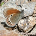 Alpen-Heufalter (Coenonympha gardetta)