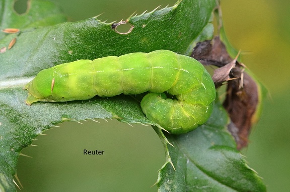 Achateule (Phlogophora meticulosa)