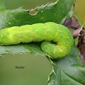 Achateule (Phlogophora meticulosa)