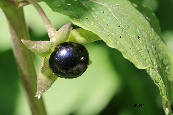 Schwarze Tollkirsche (Atropa belladonna)