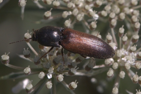 Rauchiger Schnellkäfer (Agriotes ustulatus)