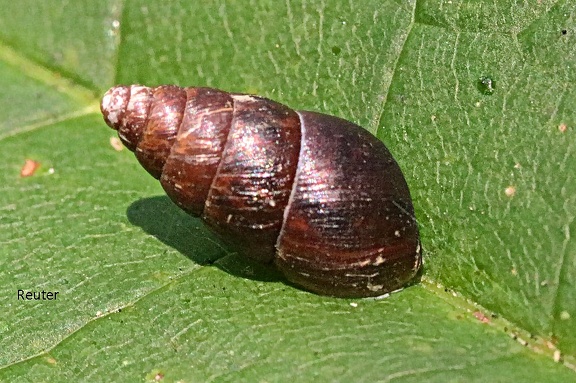 Kleine Vielfraßschnecke (Merdigera obscura)