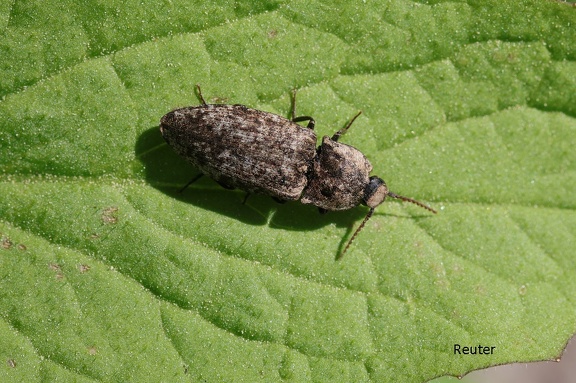 Mausgrauer Schnellkäfer (Adelocera murina)