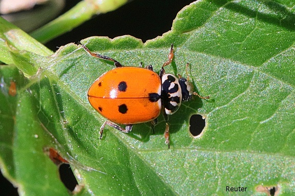 Veränderlicher Marienkäfer (Hippodamia variegata)