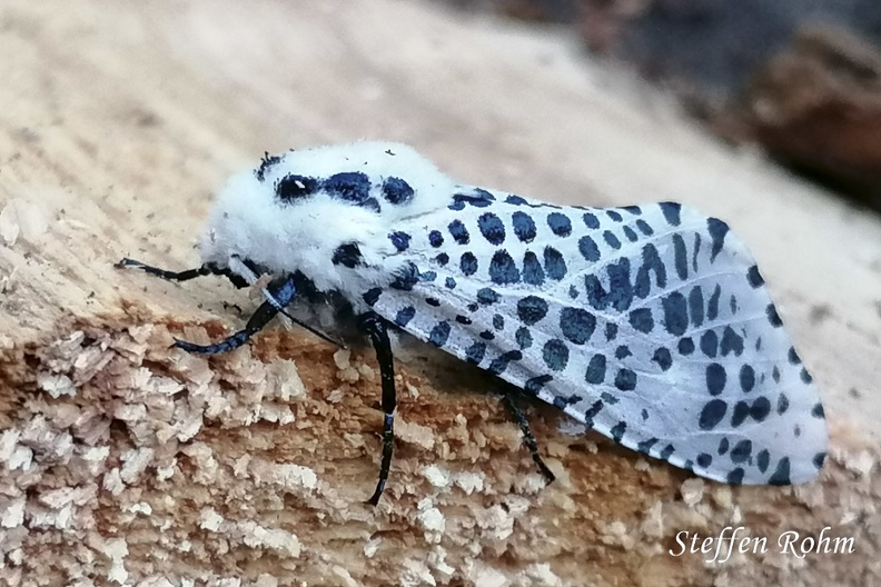 Blausieb (Zeuzera pyrina)