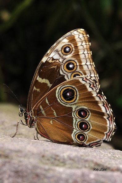 Blauer Morphofalter (Morpho peleides)