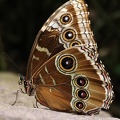 Blauer Morphofalter (Morpho peleides)