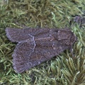 Gelbflügel-Raseneule (Thalpophila matura)