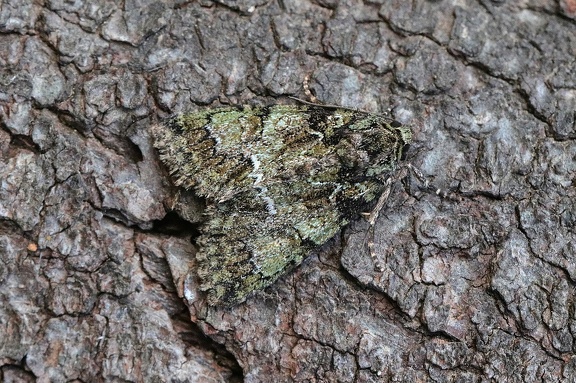 Bunte Ligustereule (Polyphaenis sericata)