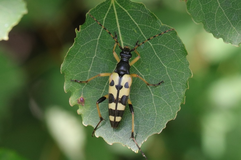 Gefleckter Schmalbock - Black-and-yellow Longhorn Beetle (Rutpela maculata).jpg