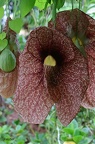 Riesen-Pelikanblume (Aristolochia gigantea)
