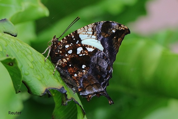 Marbled Leafwing (Hypna clytemnestra)