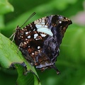 Marbled Leafwing (Hypna clytemnestra)