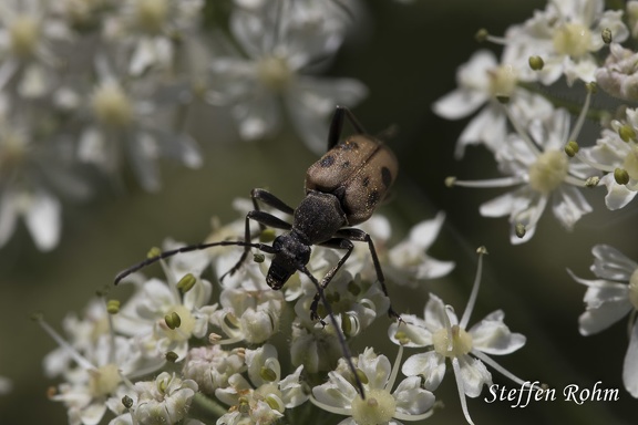 Gefleckter Blütenbock (Pachytodes cerambyciformis)