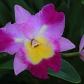 Cattleya-Orchidee (Cattleya percivaliana var. marmoreada)