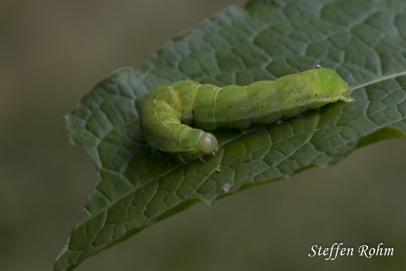 Achateule (Phlogophora meticulosa)