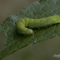 Achateule (Phlogophora meticulosa)