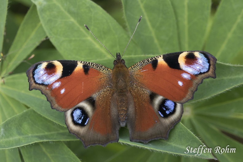 Tagpfauenauge (Inachis io)