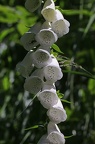 Weißer Fingerhut (Digitalis purpurea var. alba)