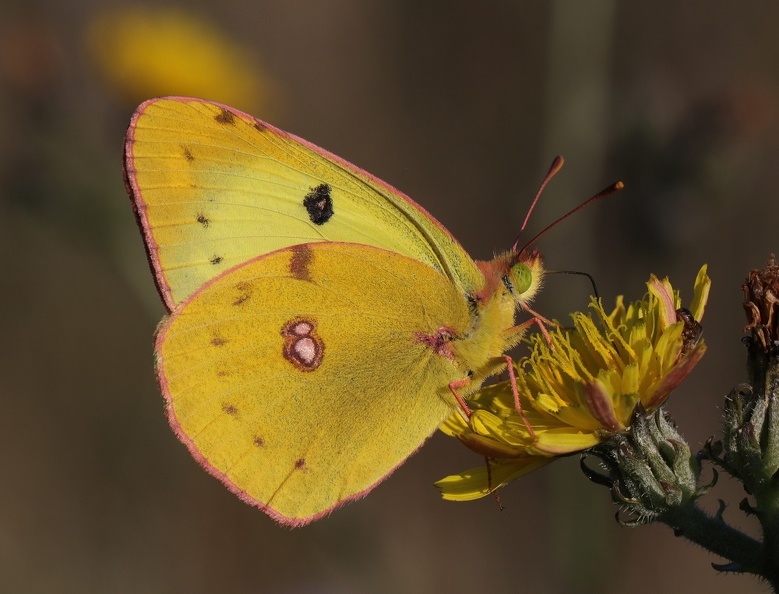 Gelbling (Colias sp.) 