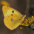 Gelbling (Colias sp.) 