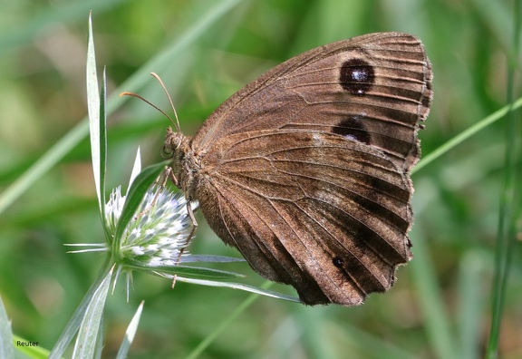 Blauäugiger Waldportier (Minois dryas)