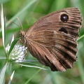 Blauäugiger Waldportier (Minois dryas)