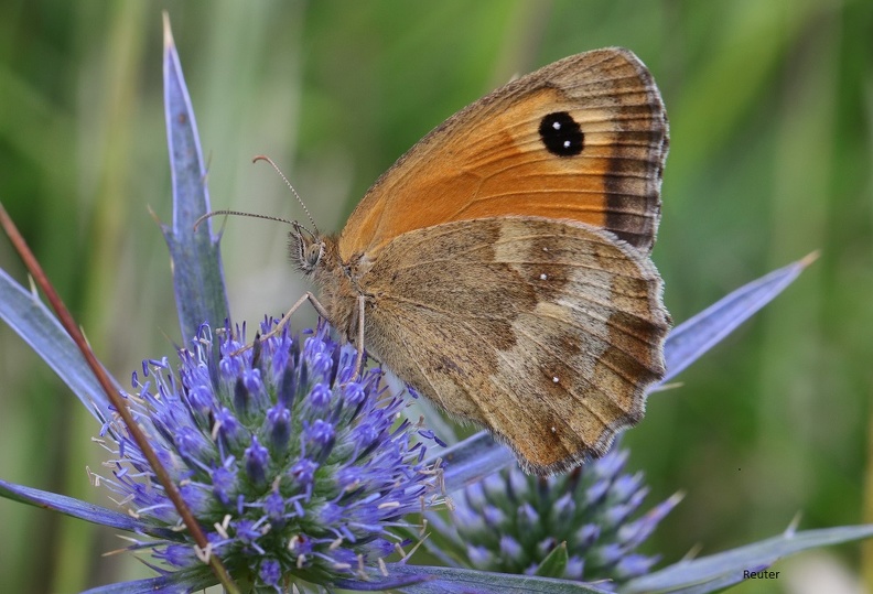 Rotbraunes Ochsenauge (Pyronia tithonus)