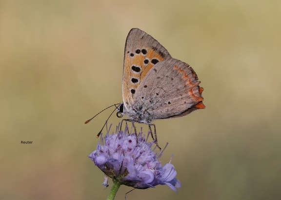 Kleiner Feuerfalter (Lycaena phlaeas)