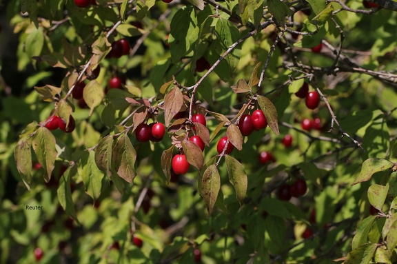 Kornelkirsche (Cornus mas)