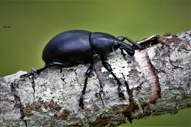 Glatter Dickrüssler (Liparus dirus)