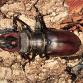 Hirschkäfer (Lucanus cervus)