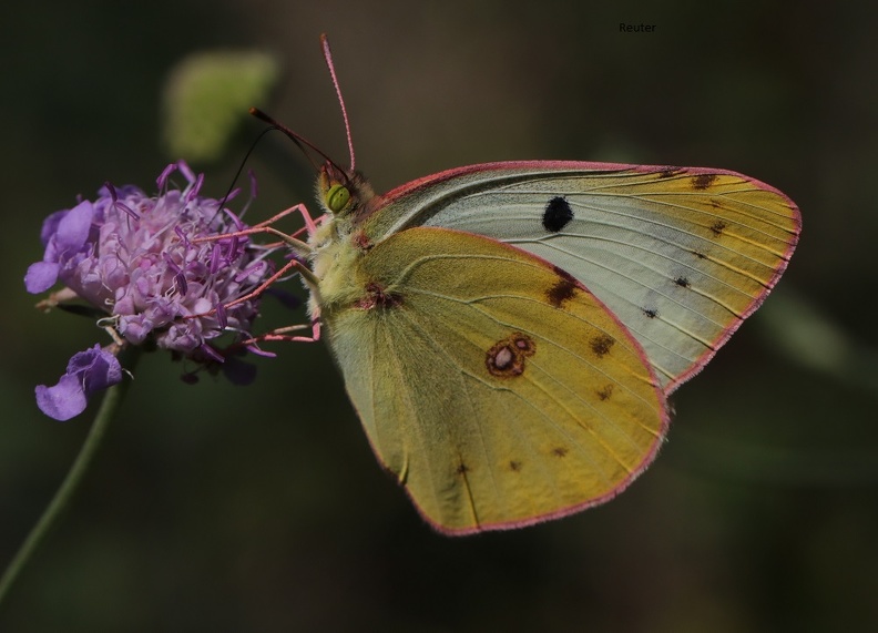 Goldenen Acht (Colias hyale) Weibchen.jpg