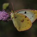 Gelbling (Colias sp.) 