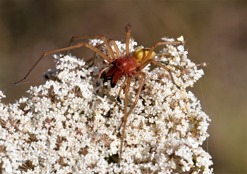 Ammen-Dornfinger (Cheiracanthium punctorium).JPG