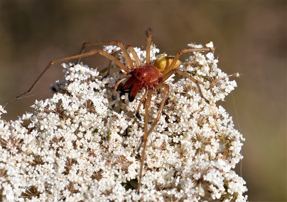 Ammen-Dornfinger (Cheiracanthium punctorium)