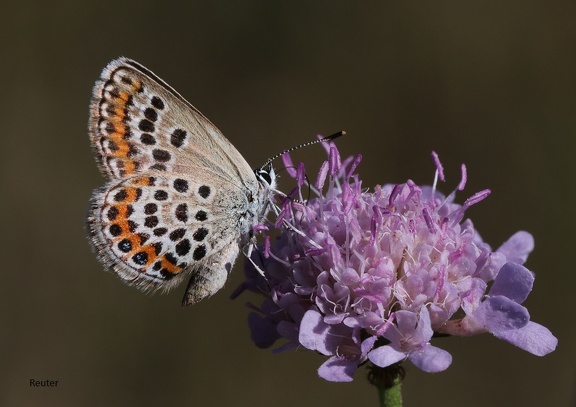 Bläuling (Plebejus sp.)