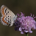 Bläuling (Plebejus sp.)