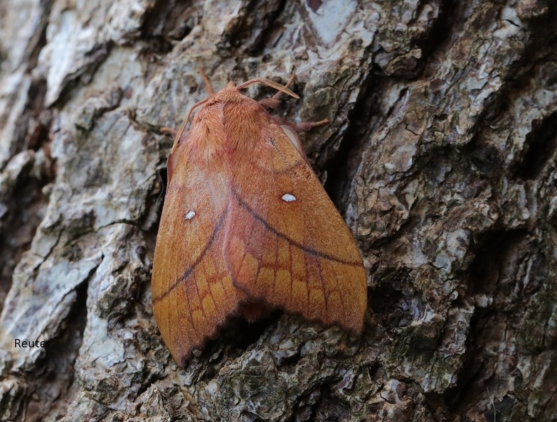 Grasglucke (Euthrix potatoria).JPG