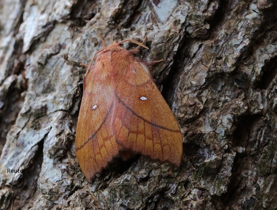 Trinkerin (Euthrix potatoria)