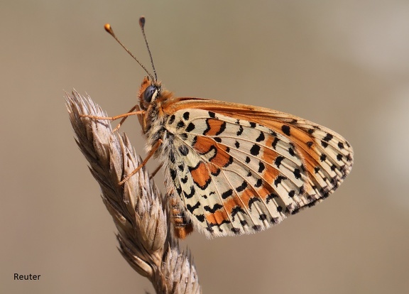 Roter Scheckenfalter (Melitaea didyma)