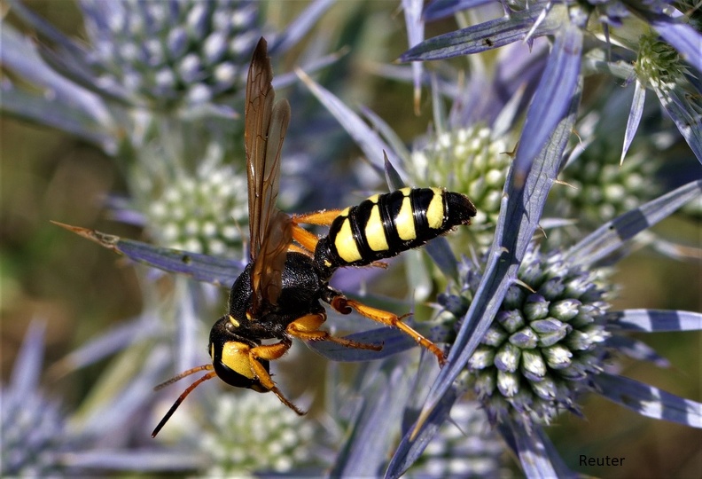 Knotenwespe - Sphecid Wasp (Cerceris tuberculata)
Foto: Karl Reuter
Ort: Marcana, Kroatien
Kamera: Canon EOS 80 D, EF 100mm 1:2,8 L IS USM Rotfühler-Fliegenjäger (Ectemnius ruficornis).jpg