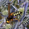 Knotenwespe (Cerceris tuberculata)