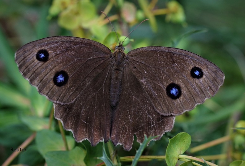 Blauäugiger Waldportier (Minois dryas)