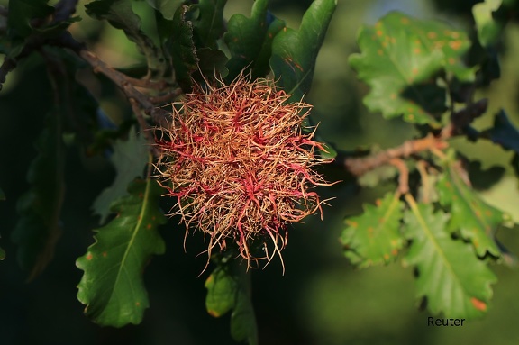 Medusenhaupt-Eichengallwespe (Andricus caputmedusae)