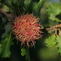 Medusenhaupt-Eichengallwespe (Andricus caputmedusae)