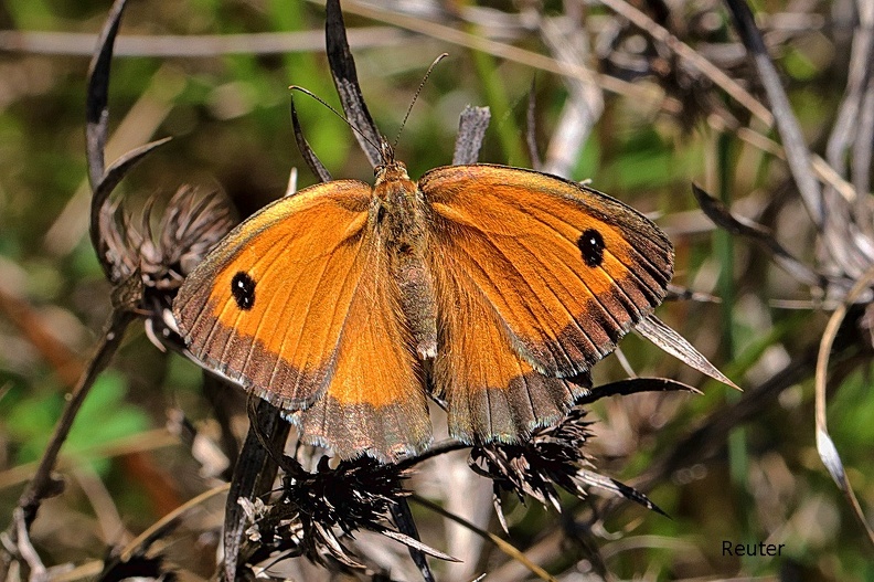 Rotbraunes Ochsenauge - Gatekeeper Butterfly (Pyronia tithonus).jpg
