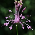 Schöner Lauch (Allium coloratum)