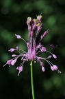Schöner Lauch (Allium coloratum)